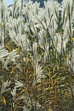 Image of Amur silvergrass