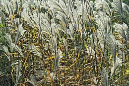 Image of Amur silvergrass