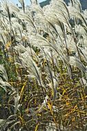 Image of Amur silvergrass