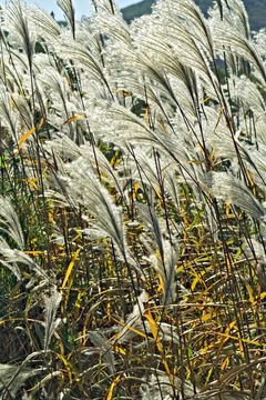 Imagem de Miscanthus sacchariflorus (Maxim.) Benth. & Hook. fil. ex Franch.