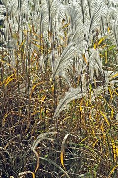 Imagem de Miscanthus sacchariflorus (Maxim.) Benth. & Hook. fil. ex Franch.