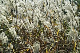 Image of Amur silvergrass