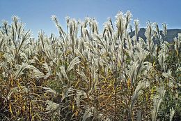 Image of Amur silvergrass