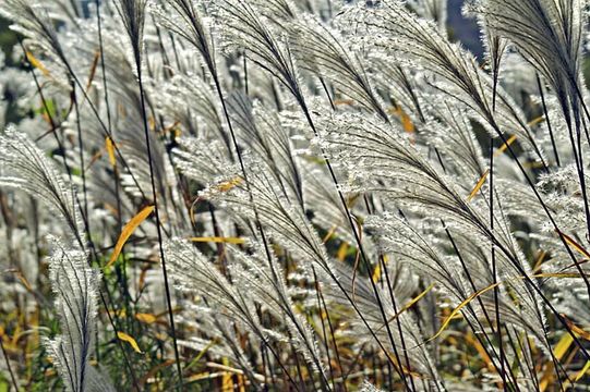 Imagem de Miscanthus sacchariflorus (Maxim.) Benth. & Hook. fil. ex Franch.