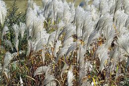 Image of Amur silvergrass