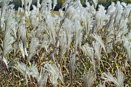 Image of Amur silvergrass