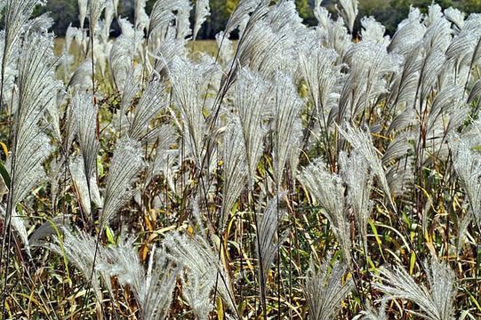 Imagem de Miscanthus sacchariflorus (Maxim.) Benth. & Hook. fil. ex Franch.