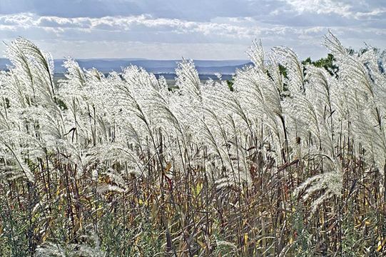 Imagem de Miscanthus sacchariflorus (Maxim.) Benth. & Hook. fil. ex Franch.