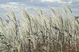 Imagem de Miscanthus sacchariflorus (Maxim.) Benth. & Hook. fil. ex Franch.