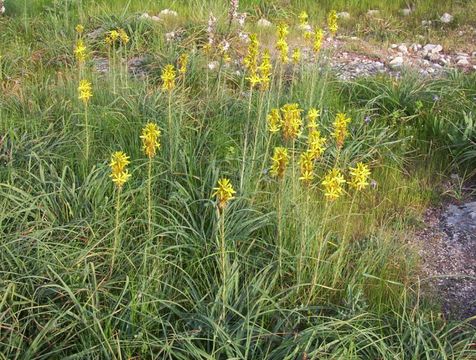 Image of yellow asphodel