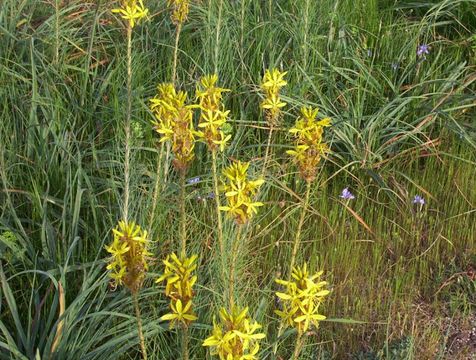 Image de Asphodeline lutea (L.) Rchb.