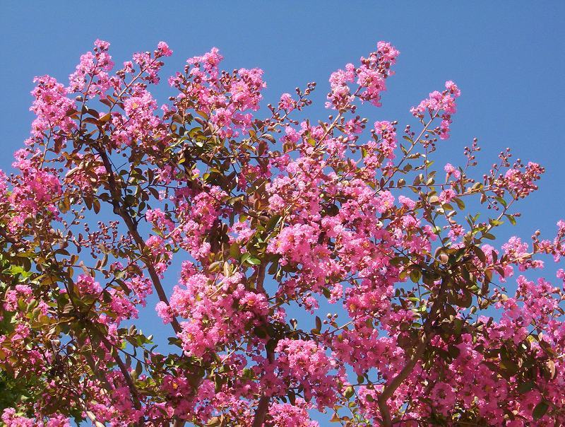 Image of Crape myrtle