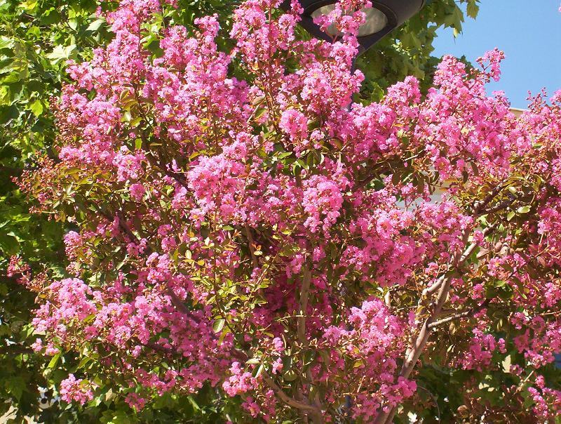 Image of Crape myrtle