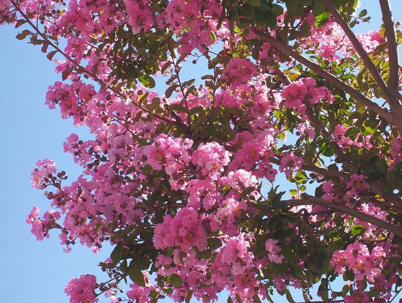 Image of Crape myrtle