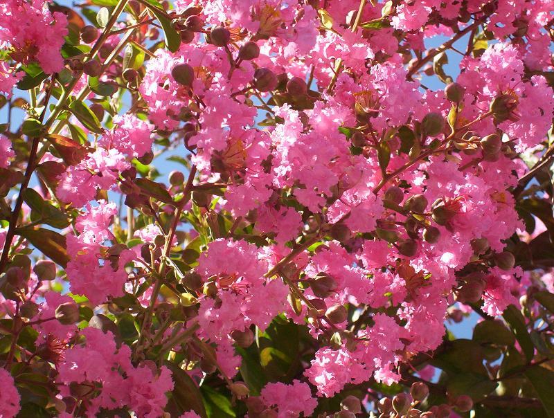 Image of Crape myrtle