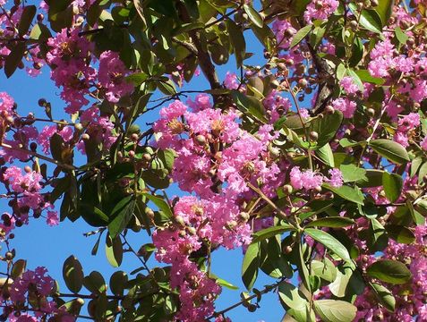 Image of Crape myrtle