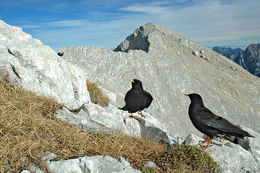 Image of Alpine Chough