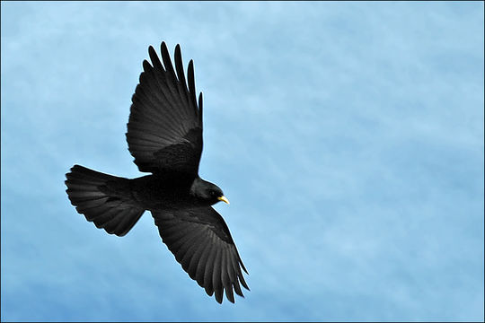 Image of Alpine Chough