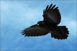 Image of Alpine Chough