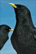 Image of Alpine Chough