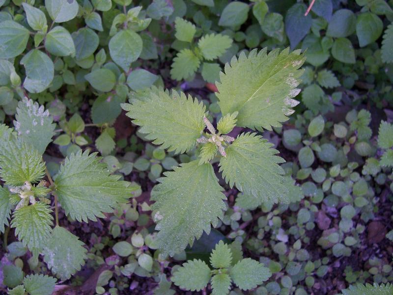 Urtica membranacea Poir.的圖片