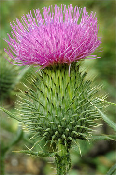 Image of Spear Thistle