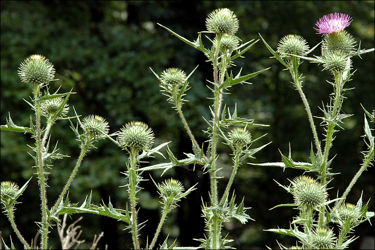 Image of Spear Thistle
