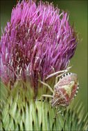 Image of Spear Thistle