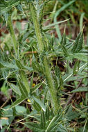 Image of Spear Thistle