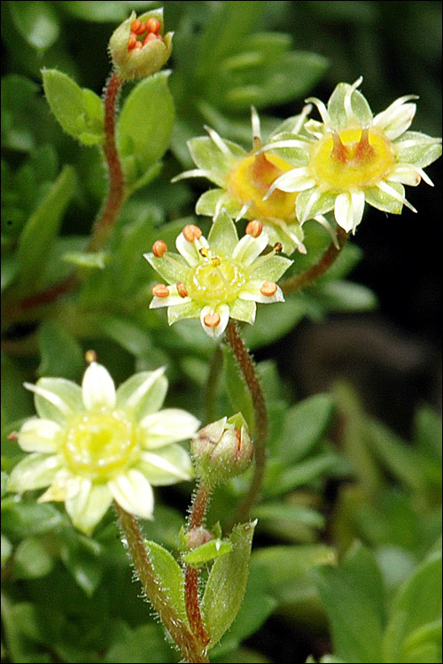 Plancia ëd Saxifraga sedoides L.