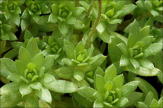 Image of Saxifraga sedoides L.