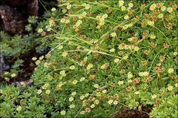 Imagem de Saxifraga sedoides L.