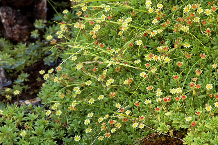 Plancia ëd Saxifraga sedoides L.