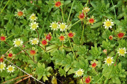 Plancia ëd Saxifraga sedoides L.