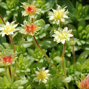 Image of Saxifraga sedoides L.