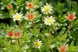 Plancia ëd Saxifraga sedoides L.