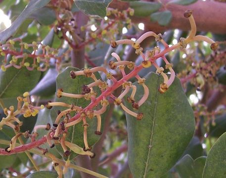 Image of Carob Tree