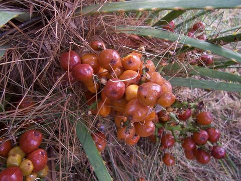 Image of Mediterranean Fan Palm