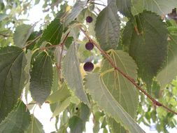 Image of Nettle Tree