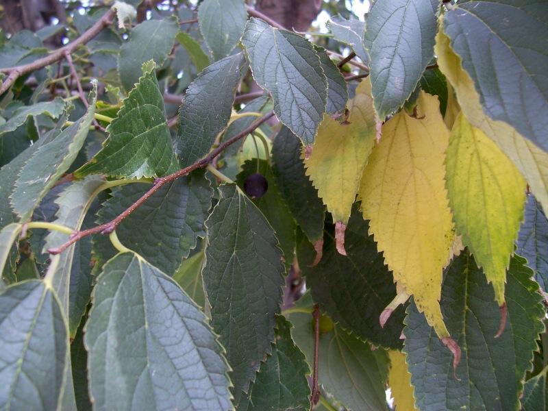 Image of Nettle Tree