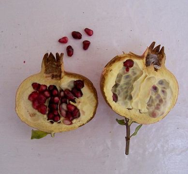 Image of Pomegranate