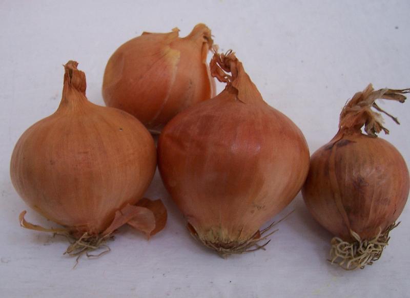 Image of garden onion