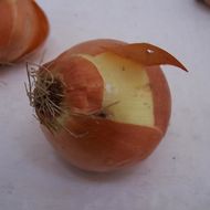 Image of garden onion