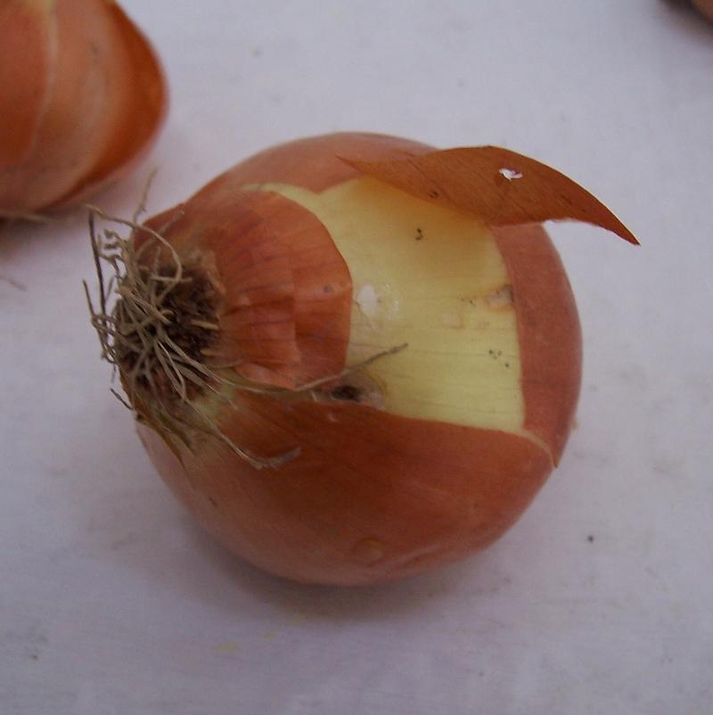Image of garden onion