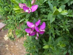 Image of myrtle-leaf milkwort