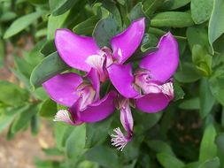 Image of myrtle-leaf milkwort