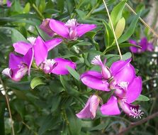 Image of myrtle-leaf milkwort