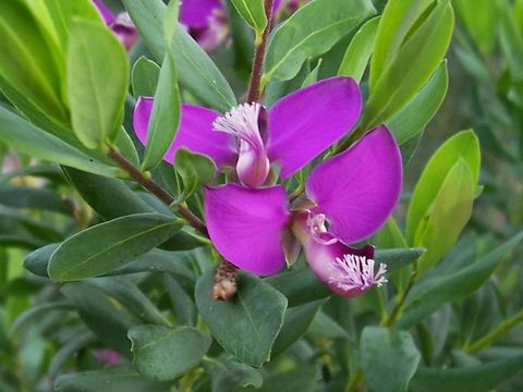 Image of myrtle-leaf milkwort