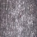 Image of <i>Quercus <i>ilex</i></i> ssp. ilex