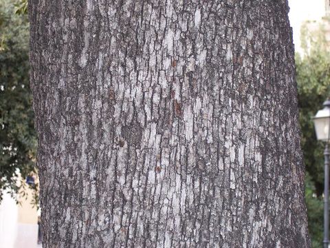 Image of <i>Quercus <i>ilex</i></i> ssp. ilex